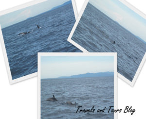 Dolphin and Whale Watching, balicasag islang, bohol