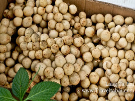 Lanzones Festival Camiguin Island, Lanzones Festival, sweetest Lanzones in the Island of Mindanao, Mantigue Island, camiguin island, how to harvest lanzones, opening of the Lanzones Festival, unlimited Lanzones