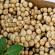 Lanzones Festival Camiguin Island, Lanzones Festival, sweetest Lanzones in the Island of Mindanao, Mantigue Island, camiguin island, how to harvest lanzones, opening of the Lanzones Festival, unlimited Lanzones