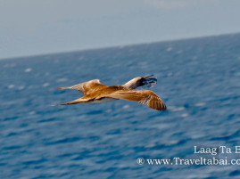 the Queen City of the South, the Queen City of the South Cebu City, Portofino beach resort, Portofino beach resort cebu city, cebu city, Cagayan de Oro, CDO Guide, Albatross bird