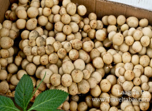 Lanzones Festival, sweetest Lanzones in the Island of Mindanao, Mantigue Island, camiguin island, how to harvest lanzones, opening of the Lanzones Festival, unlimited Lanzones