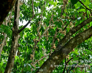 Lanzones Festival Camiguin Island, Lanzones Festival, sweetest Lanzones in the Island of Mindanao, Mantigue Island, camiguin island, how to harvest lanzones, opening of the Lanzones Festival, unlimited Lanzones,Benoni port