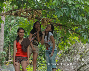 Lanzones Festival Camiguin Island, Lanzones Festival, sweetest Lanzones in the Island of Mindanao, Mantigue Island, camiguin island, how to harvest lanzones, opening of the Lanzones Festival, unlimited Lanzones,Benoni port