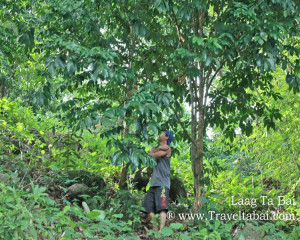 Lanzones Festival Camiguin Island, Lanzones Festival, sweetest Lanzones in the Island of Mindanao, Mantigue Island, camiguin island, how to harvest lanzones, opening of the Lanzones Festival, unlimited Lanzones