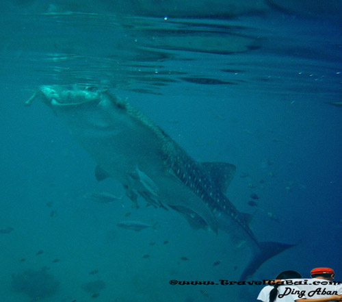 Whale Shark Close Encounter in Oslob, Whale Shark, Butanding. cebu tourist destinations, tourist destinations, swim with the whale shark, popular tourist attraction in the Philippines, tourist attraction in the Philippines, Whale Shark Oslob