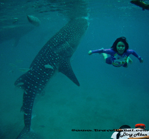 Whale Shark Close Encounter in Oslob, Whale Shark, Butanding. cebu tourist destinations, tourist destinations, swim with the whale shark, popular tourist attraction in the Philippines, tourist attraction in the Philippines, Whale Shark Oslob