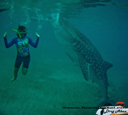 Whale Shark Close Encounter in Oslob, Whale Shark, Butanding. cebu tourist destinations, tourist destinations, swim with the whale shark, popular tourist attraction in the Philippines, tourist attraction in the Philippines, Whale Shark Oslob