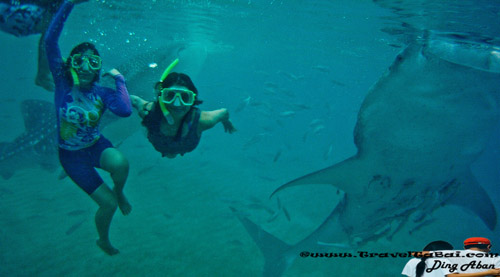 Whale Shark Close Encounter in Oslob, Whale Shark, Butanding. cebu tourist destinations, tourist destinations, swim with the whale shark, popular tourist attraction in the Philippines, tourist attraction in the Philippines, Whale Shark Oslob