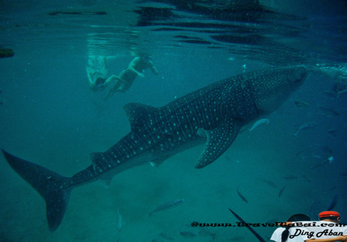 Whale Shark Close Encounter in Oslob, Whale Shark, Butanding. cebu tourist destinations, tourist destinations, swim with the whale shark, popular tourist attraction in the Philippines, tourist attraction in the Philippines, Whale Shark Oslob