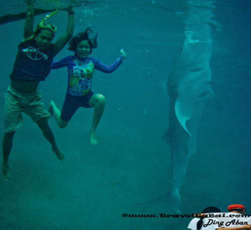 Whale Shark Close Encounter in Oslob, Whale Shark, Butanding. cebu tourist destinations, tourist destinations, swim with the whale shark, popular tourist attraction in the Philippines, tourist attraction in the Philippines, Whale Shark Oslob