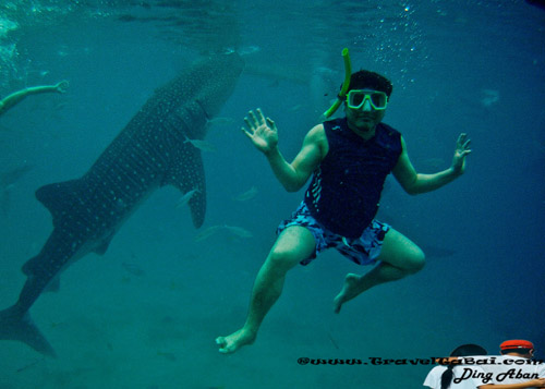 Whale Shark Close Encounter in Oslob, Whale Shark, Butanding. cebu tourist destinations, tourist destinations, swim with the whale shark, popular tourist attraction in the Philippines, tourist attraction in the Philippines, Whale Shark Oslob