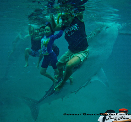 Whale Shark Close Encounter in Oslob, Whale Shark, Butanding. cebu tourist destinations, tourist destinations, swim with the whale shark, popular tourist attraction in the Philippines, tourist attraction in the Philippines, Whale Shark Oslob