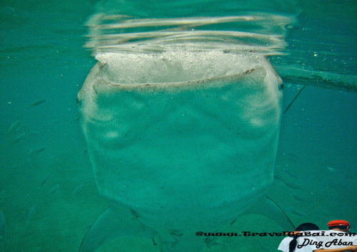 Whale Shark Close Encounter in Oslob, Whale Shark, Butanding. cebu tourist destinations, tourist destinations, swim with the whale shark, popular tourist attraction in the Philippines, tourist attraction in the Philippines, Whale Shark Oslob