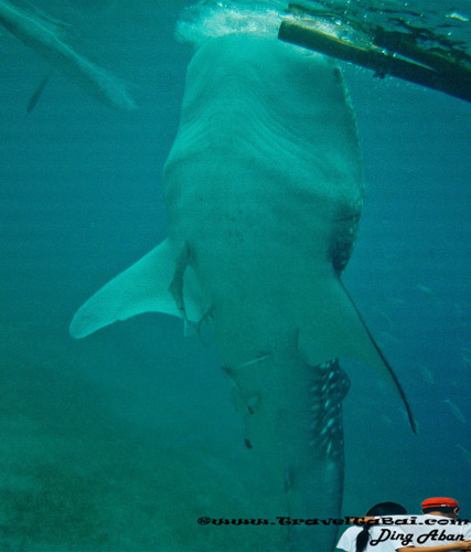 Whale Shark Close Encounter in Oslob, Whale Shark, Butanding. cebu tourist destinations, tourist destinations, swim with the whale shark, popular tourist attraction in the Philippines, tourist attraction in the Philippines, Whale Shark Oslob