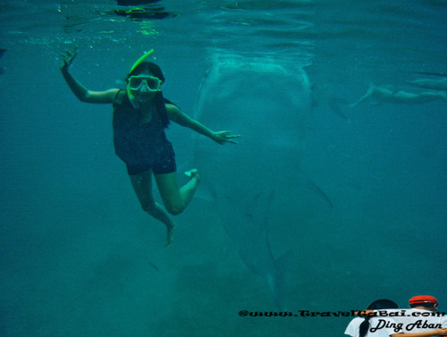 Whale Shark Close Encounter in Oslob, Whale Shark, Butanding. cebu tourist destinations, tourist destinations, swim with the whale shark, popular tourist attraction in the Philippines, tourist attraction in the Philippines, Whale Shark Oslob