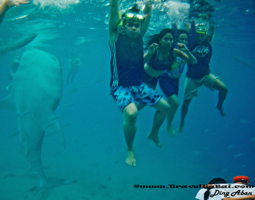 Whale Shark Close Encounter in Oslob, Whale Shark, Butanding. cebu tourist destinations, tourist destinations, swim with the whale shark, popular tourist attraction in the Philippines, tourist attraction in the Philippines, Whale Shark Oslob