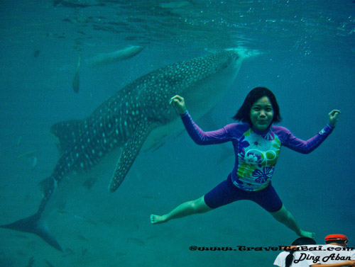 Whale Shark Close Encounter in Oslob, Whale Shark, Butanding. cebu tourist destinations, tourist destinations, swim with the whale shark, popular tourist attraction in the Philippines, tourist attraction in the Philippines, Whale Shark Oslob