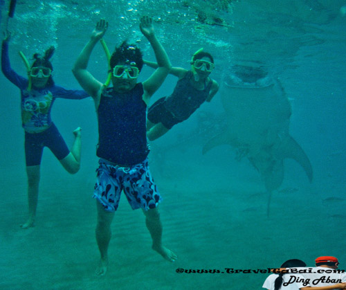 Whale Shark Close Encounter in Oslob, Whale Shark, Butanding. cebu tourist destinations, tourist destinations, swim with the whale shark, popular tourist attraction in the Philippines, tourist attraction in the Philippines, Whale Shark Oslob