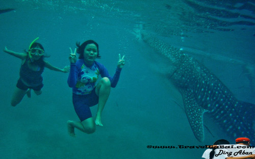 Whale Shark Close Encounter in Oslob, Whale Shark, Butanding. cebu tourist destinations, tourist destinations, swim with the whale shark, popular tourist attraction in the Philippines, tourist attraction in the Philippines, Whale Shark Oslob