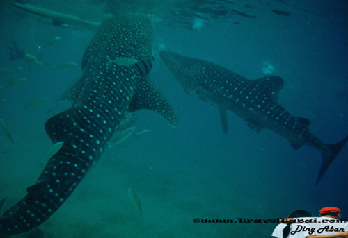 Whale Shark Close Encounter in Oslob, Whale Shark, Butanding. cebu tourist destinations, tourist destinations, swim with the whale shark, popular tourist attraction in the Philippines, tourist attraction in the Philippines, Whale Shark Oslob