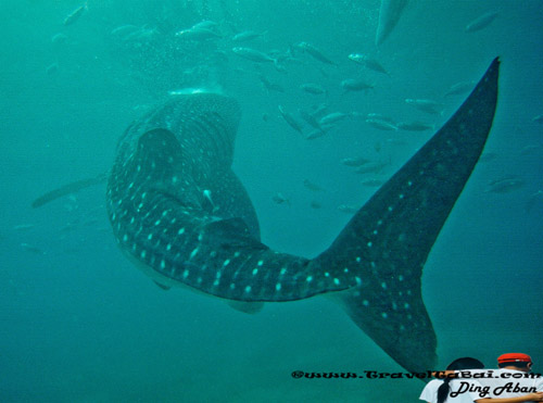 Whale Shark Close Encounter in Oslob, Whale Shark, Butanding. cebu tourist destinations, tourist destinations, swim with the whale shark, popular tourist attraction in the Philippines, tourist attraction in the Philippines, Whale Shark Oslob