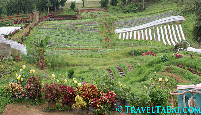 Bemwa Farm, Bemwa Farm Davao City, How to go Bemwa Farm, Tips in Bemwa Farm, where is Bemwa Farm, Bemwa Farm tourist attraction, Bemwa Farm strawberries, Bemwa Farm guide