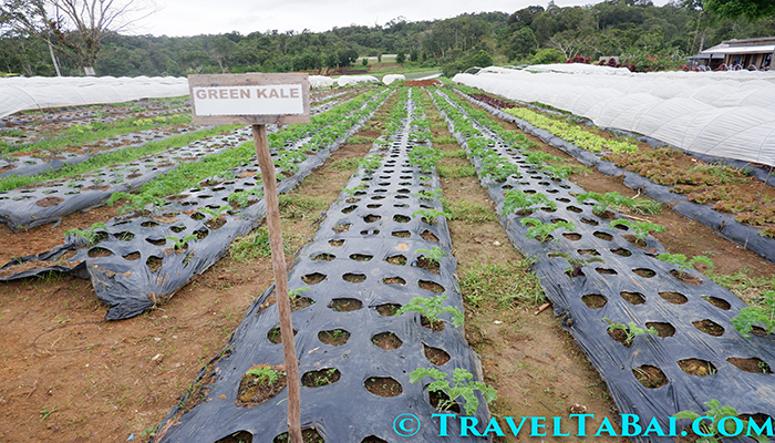 Bemwa Farm, Bemwa Farm Davao City, How to go Bemwa Farm, Tips in Bemwa Farm, where is Bemwa Farm, Bemwa Farm tourist attraction, Bemwa Farm strawberries, Bemwa Farm guide