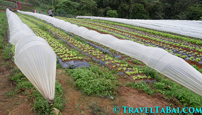 Bemwa Farm, Bemwa Farm Davao City, How to go Bemwa Farm, Tips in Bemwa Farm, where is Bemwa Farm, Bemwa Farm tourist attraction, Bemwa Farm strawberries, Bemwa Farm guide