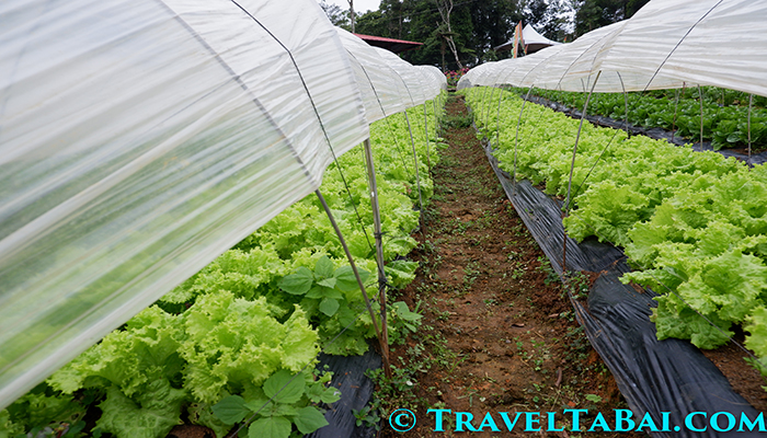 Bemwa Farm, Bemwa Farm Davao City, How to go Bemwa Farm, Tips in Bemwa Farm, where is Bemwa Farm, Bemwa Farm tourist attraction, Bemwa Farm strawberries, Bemwa Farm guide