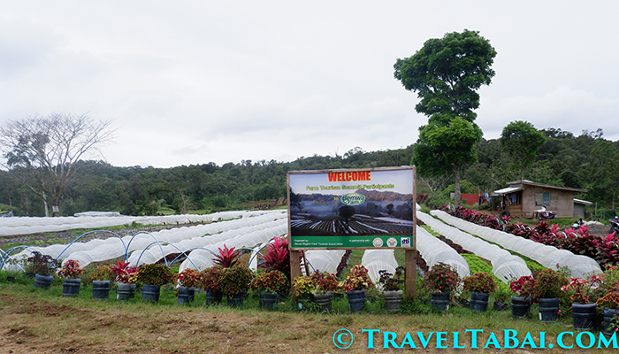 Bemwa Farm, Bemwa Farm Davao City, How to go Bemwa Farm, Tips in Bemwa Farm, where is Bemwa Farm, Bemwa Farm tourist attraction, Bemwa Farm strawberries, Bemwa Farm guide