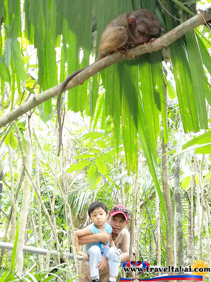 Bohol Tarsier, Bohol Tarsier Philippines, Philippines smallest animals, Bohol Tarsier how to, tour guide bohol, Philippine tourist spots, Bohol Tarsiers entrance,