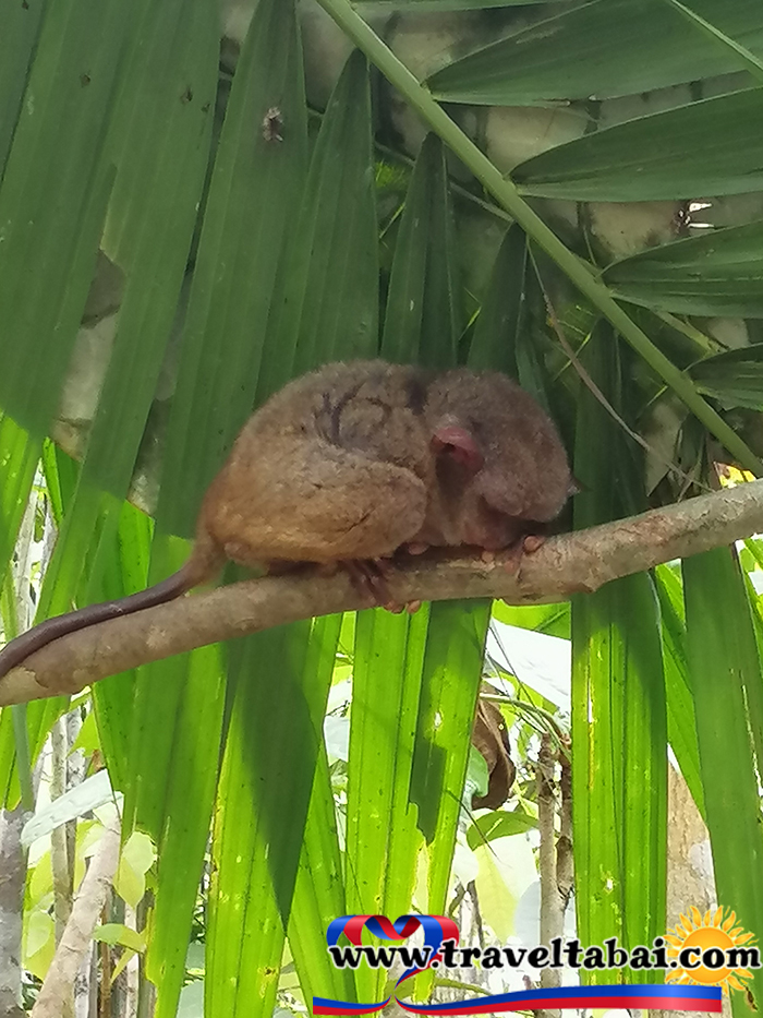 Bohol Tarsier, Bohol Tarsier Philippines, Philippines smallest animals, Bohol Tarsier how to, tour guide bohol, Philippine tourist spots, Bohol Tarsiers entrance,