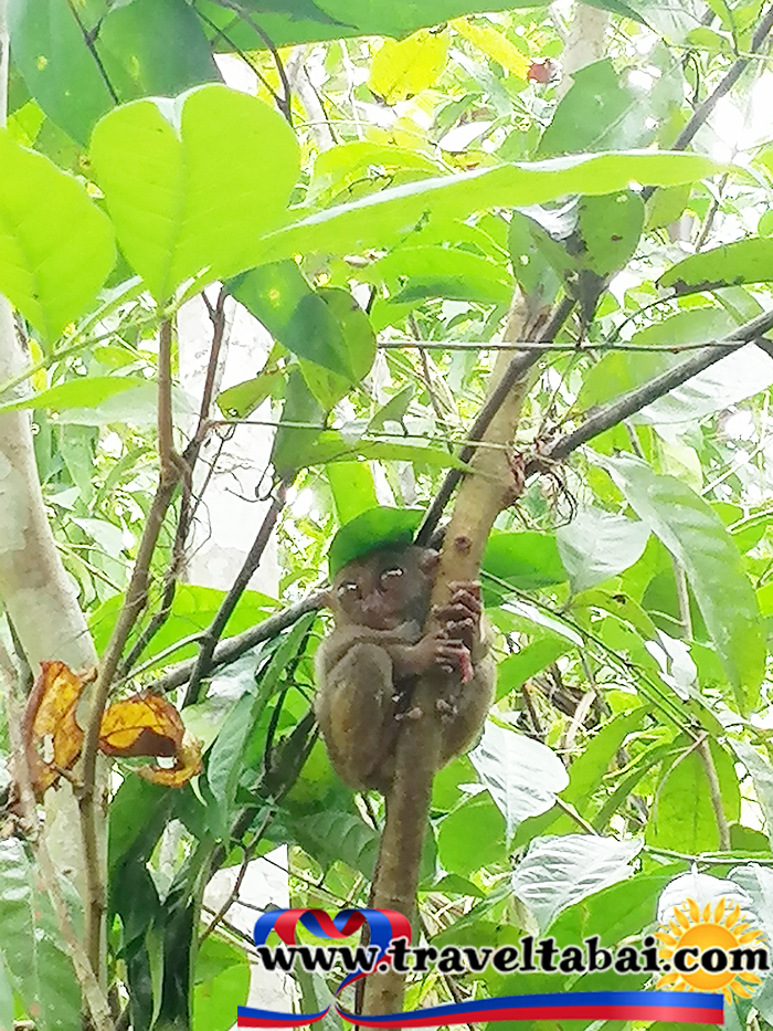 Bohol Tarsier, Bohol Tarsier Philippines, Philippines smallest animals, Bohol Tarsier how to, tour guide bohol, Philippine tourist spots, Bohol Tarsiers entrance,