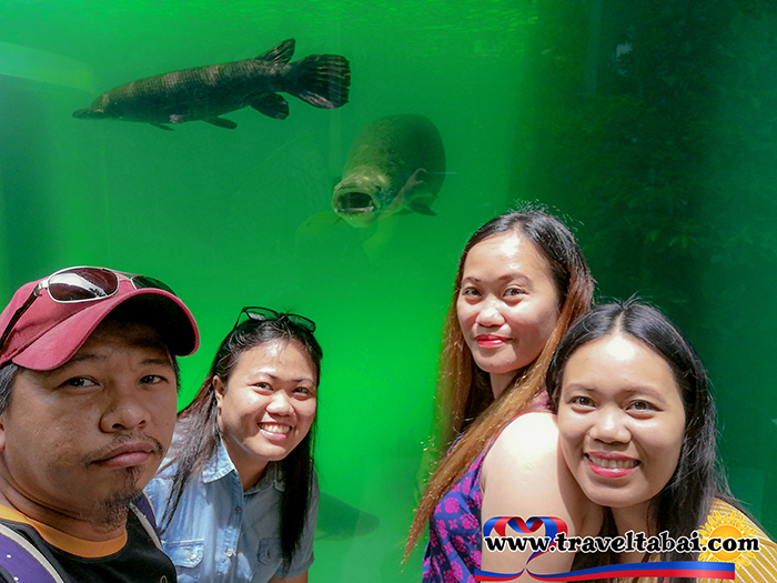 Cebu Ocean Park, Biggest ocean park, Biggest ocean park in the Philippines, Biggest oceanarium, Philippine biggest ocean park, Visayas ocean park, Mindanao Ocean Park, How To, Manila Ocean Park, Going to ocean Park, How to go to ocean park, free ocean park