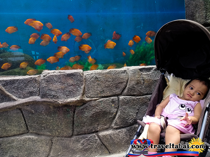 Cebu Ocean Park, Biggest ocean park, Biggest ocean park in the Philippines, Biggest oceanarium, Philippine biggest ocean park, Visayas ocean park, Mindanao Ocean Park, How To, Manila Ocean Park, Going to ocean Park, How to go to ocean park, free ocean park