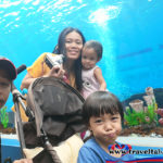 Cebu Ocean Park, Biggest ocean park, Biggest ocean park in the Philippines, Biggest oceanarium, Philippine biggest ocean park, Visayas ocean park, Mindanao Ocean Park, How To, Manila Ocean Park, Going to ocean Park, How to go to ocean park, free ocean park