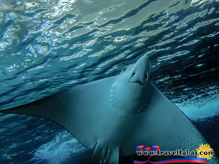 Cebu Ocean Park, Biggest Ocean Park in the Philippines