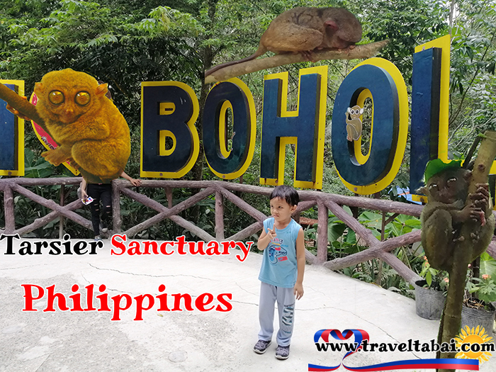 Bohol Tarsier, Bohol Tarsier Philippines, Philippines smallest animals, Bohol Tarsier how to, tour guide bohol, Philippine tourist spots, Bohol Tarsiers entrance,