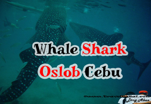 Whale Shark Oslob Cebu, whale Shark, Oslob Cebu