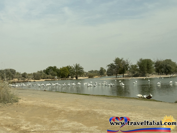 Dubai, Abu dhabi, Love lake Dubai, Dubai tourist attractions, Tips and Guide Dubai, Tips and Guide Abu Dhabi, Travel Guide, Flamingo Lake and Love lake Dubai, Flamingo Lake