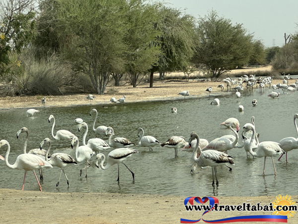 Dubai, Abu dhabi, Love lake Dubai, Dubai tourist attractions, Tips and Guide Dubai, Tips and Guide Abu Dhabi, Travel Guide, Flamingo Lake and Love lake Dubai, Flamingo Lake