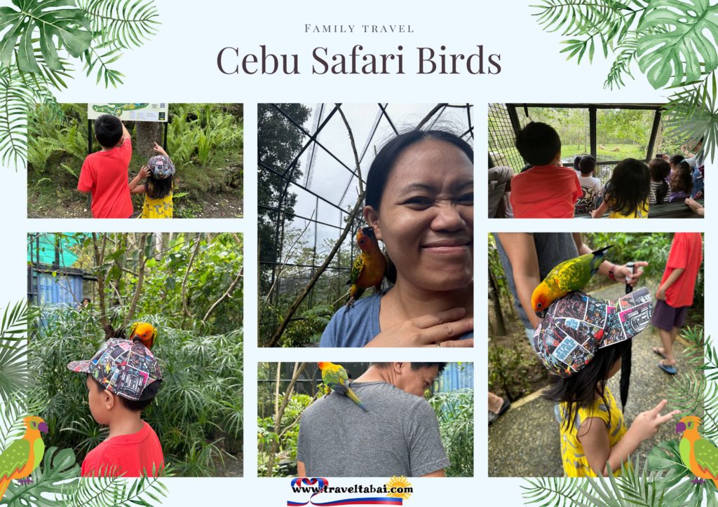 Cebu Safari Animals, Cebu Safari Zoo, Guide to Cebu Safari Zoo, How to go to Cebu Safari, Direction of Cebu Safari, Cebu Safari, Visit Cebu Safari, Best time to visit Cebu Safari